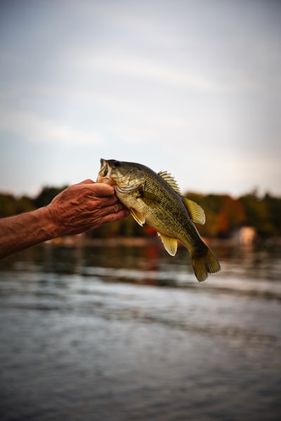 Bass lures