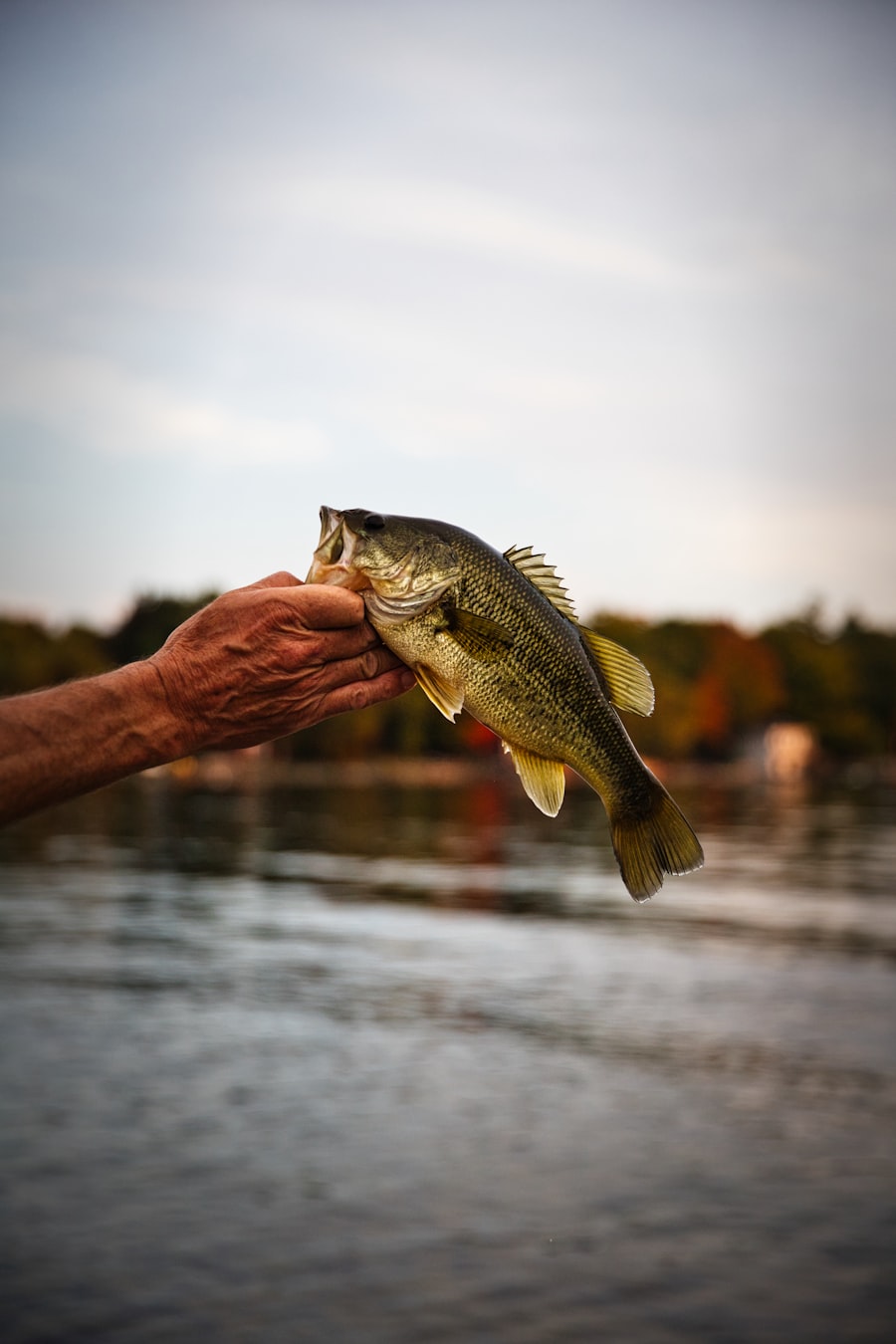 Largemouth bass catch