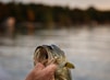 person holding gray and black fish