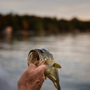 person holding gray and black fish