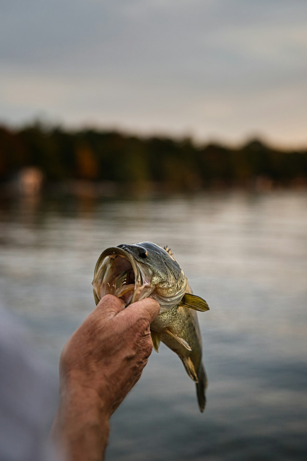 person holding gray and black fish