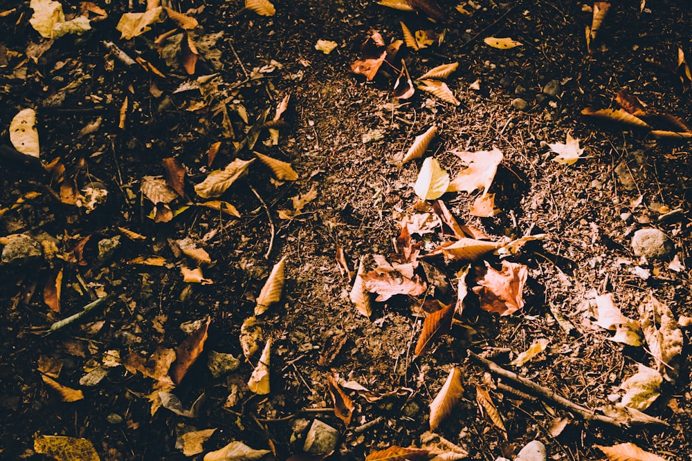 white paper on brown dried leaves