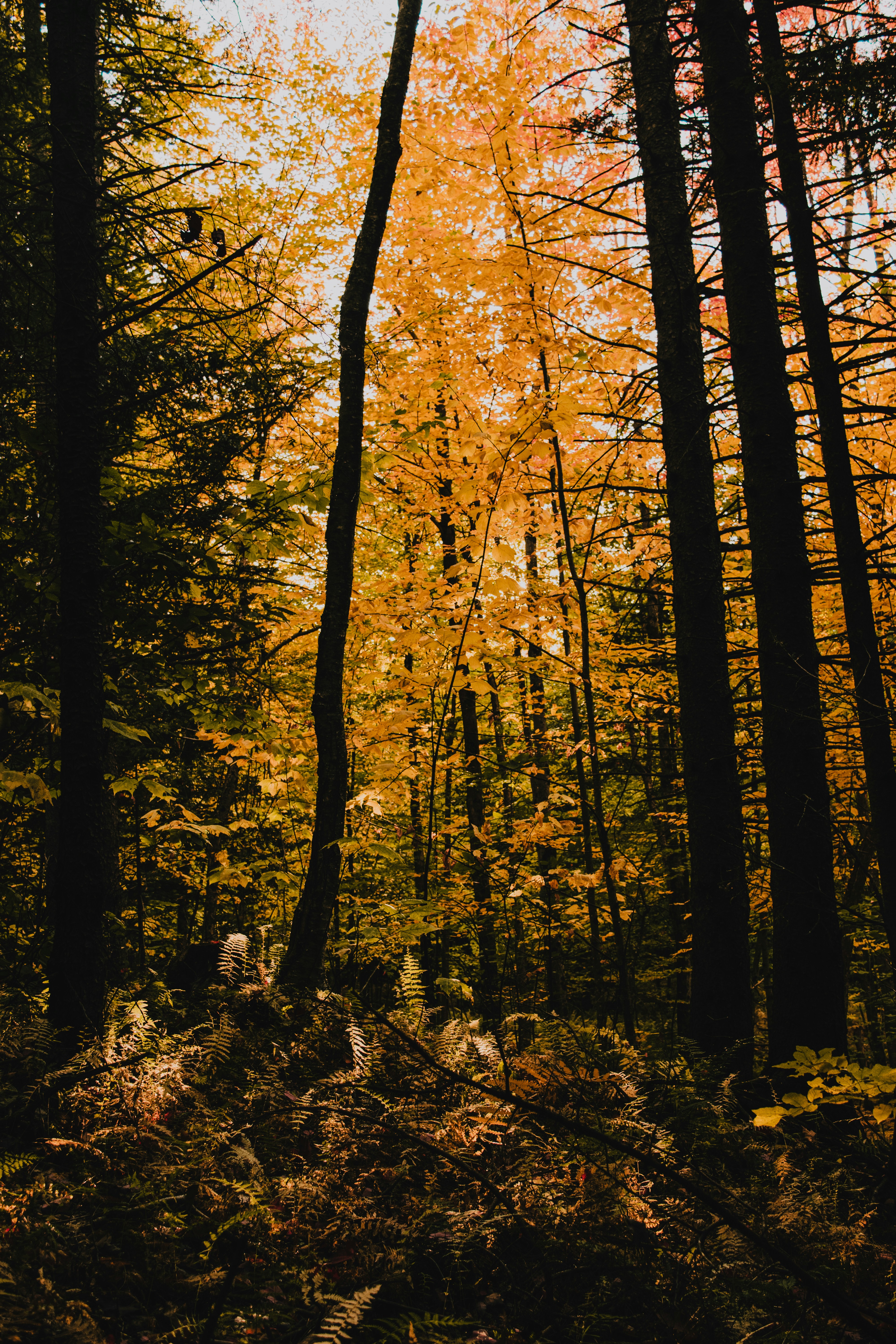 brown trees with yellow leaves