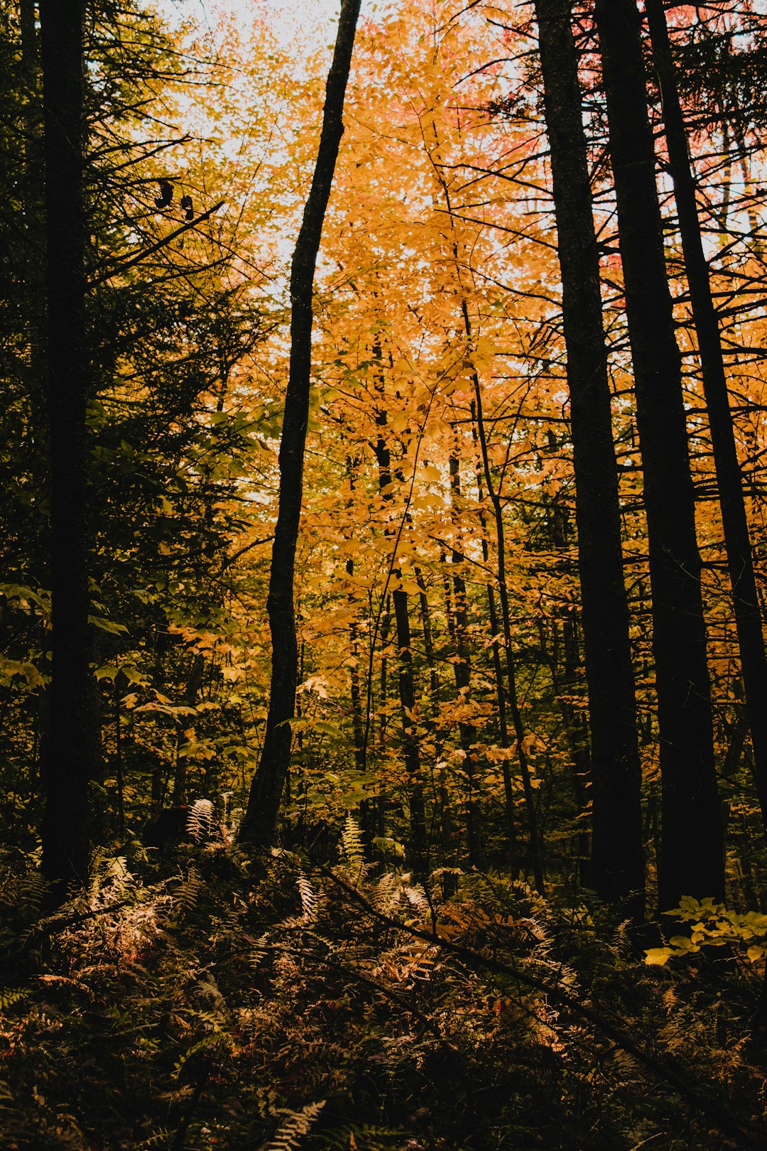 travelers stories about Forest in Cantons-de-l'Est, Canada