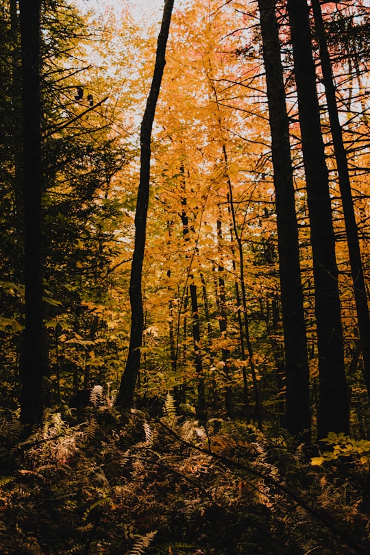 brown trees with yellow leaves in Cantons-de-l'Est Canada