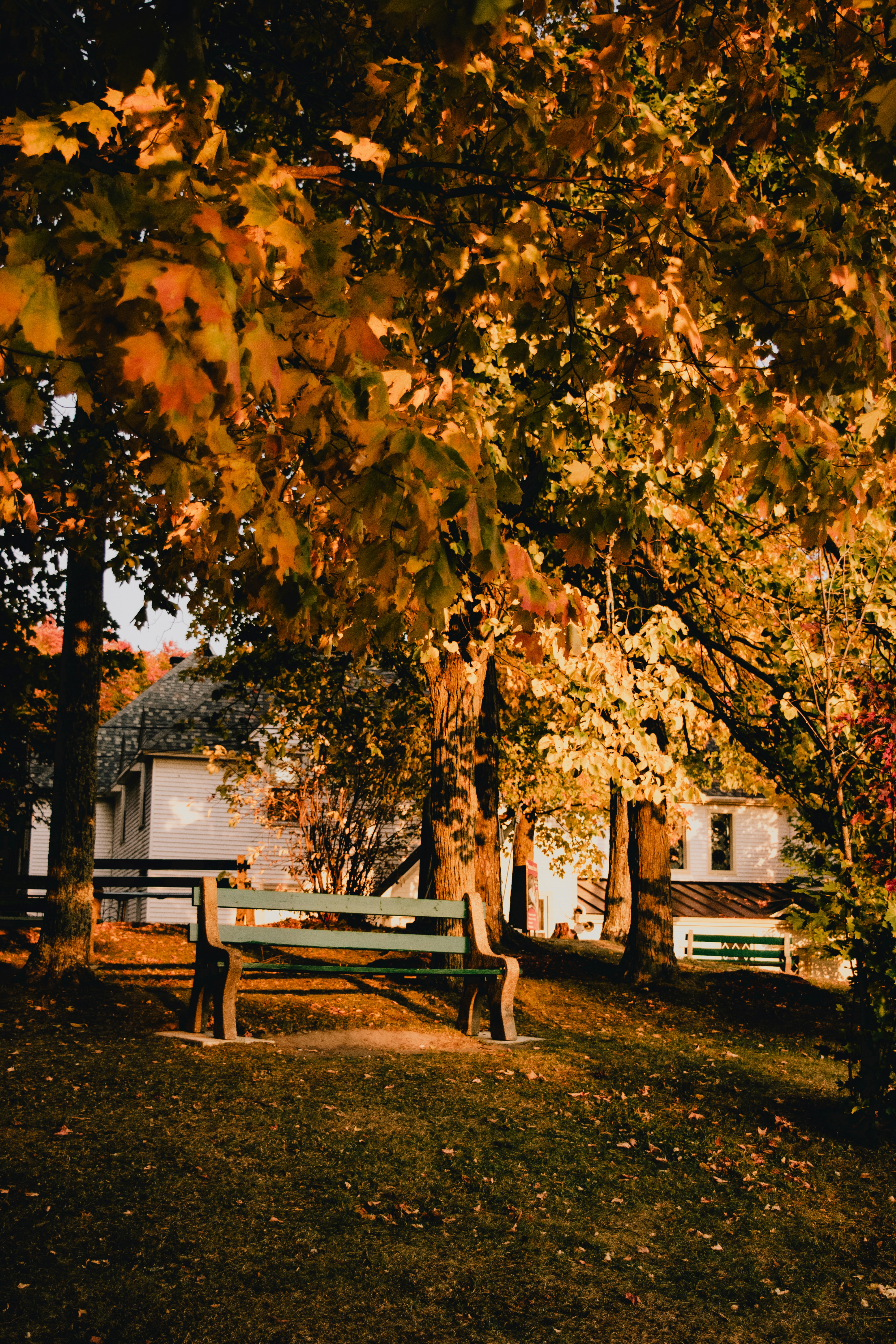 brown wooden bench under brown tree