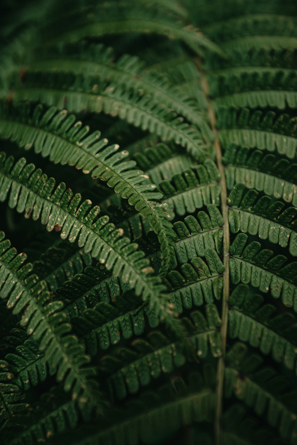 green fern plant in close up photography