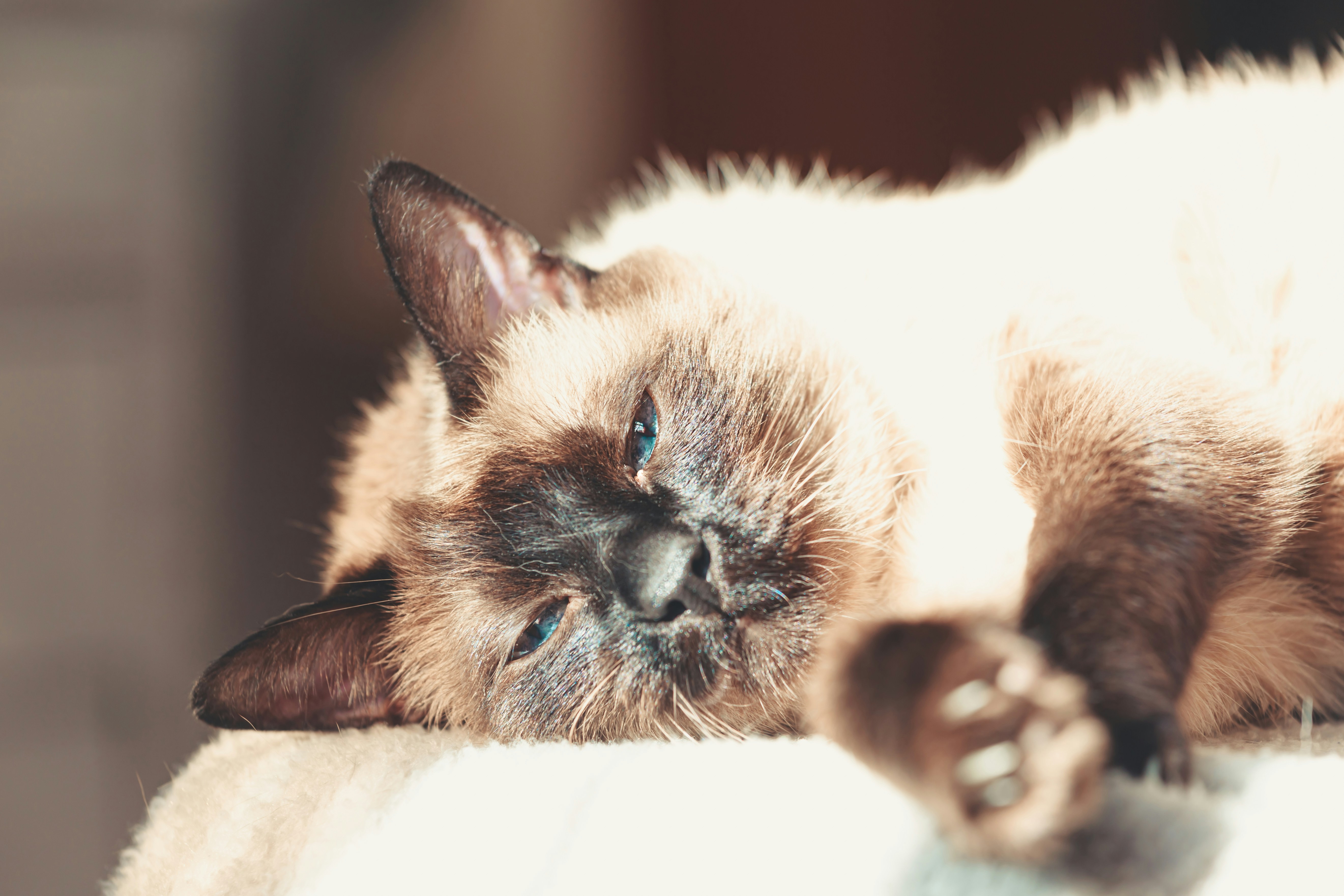 Siamese cat receiving veterinary care