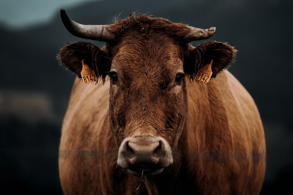 brown cow in close up photography