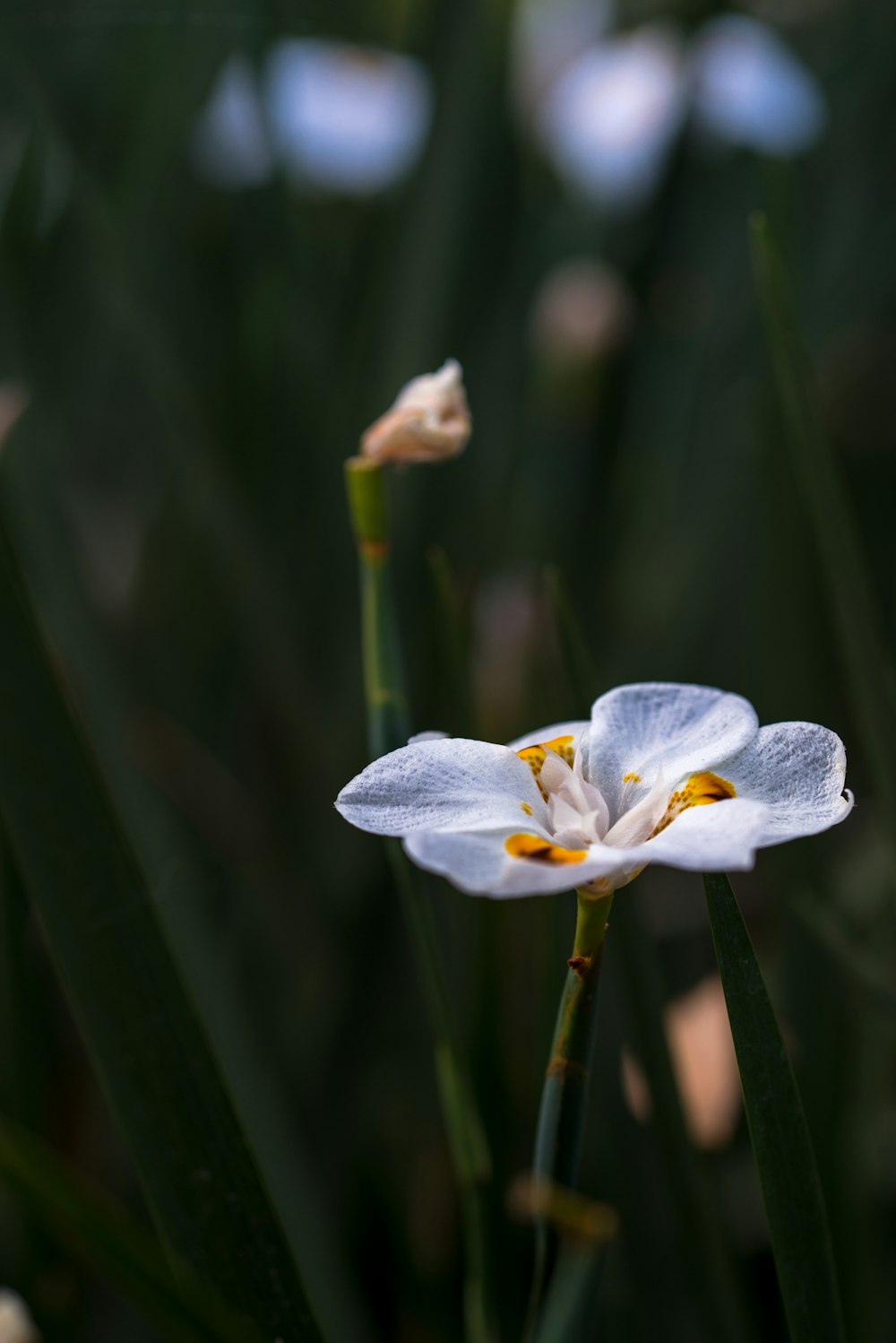 white and purple flower in tilt shift lens
