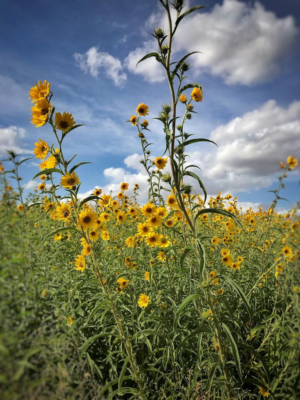 campo di fiori gialli sotto il cielo blu durante il giorno