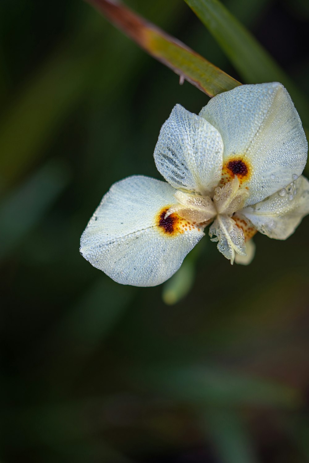 white and yellow moth orchid in bloom during daytime