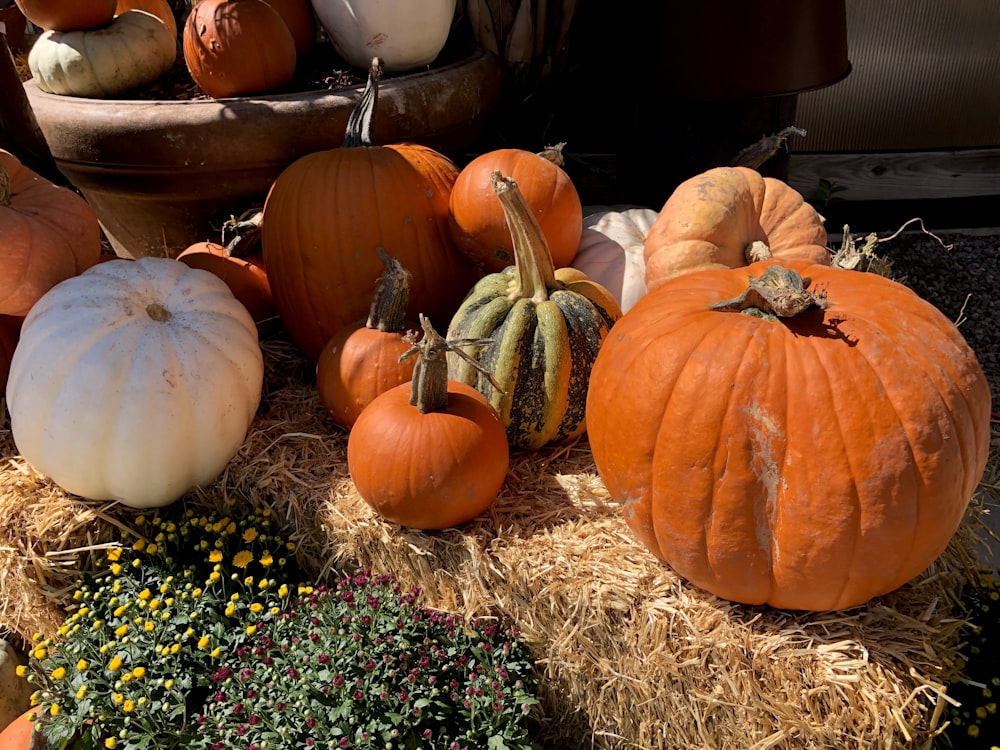 orange pumpkins on brown hay