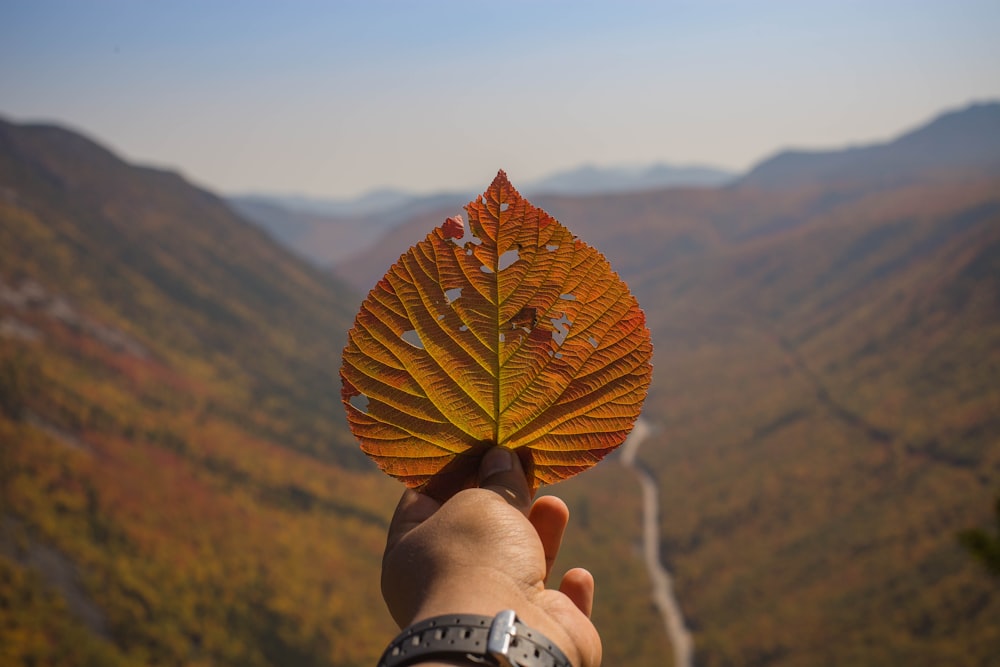 brown leaf on persons hand