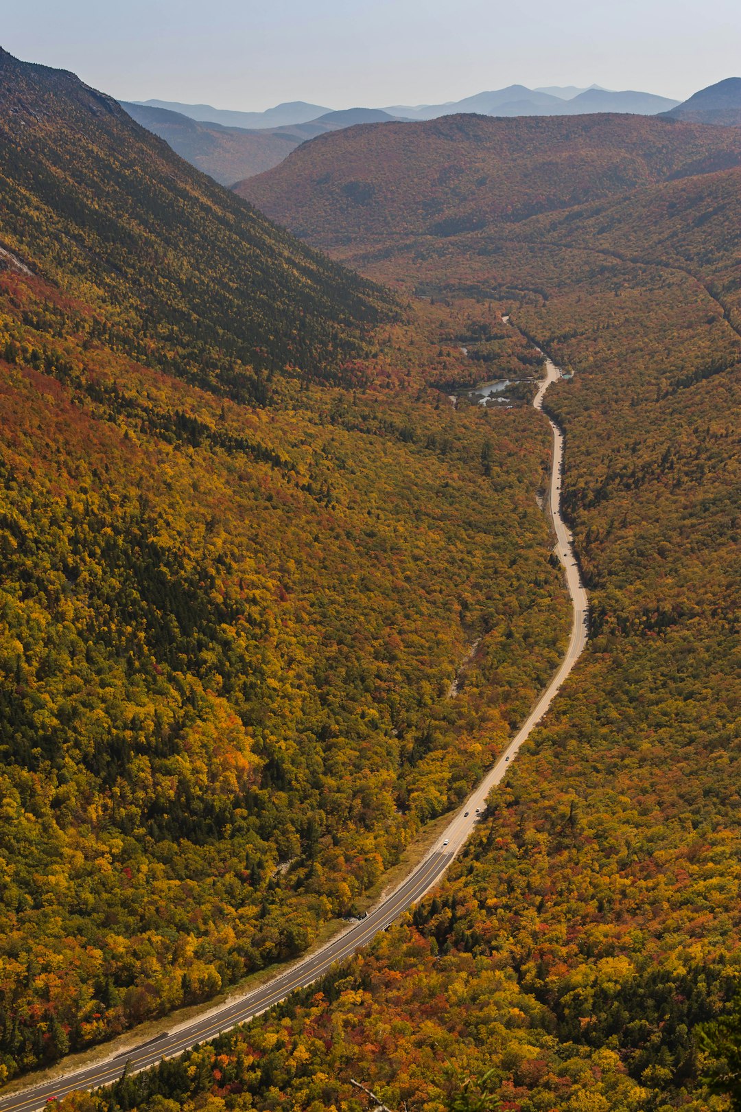 aerial view of road in the middle of green trees