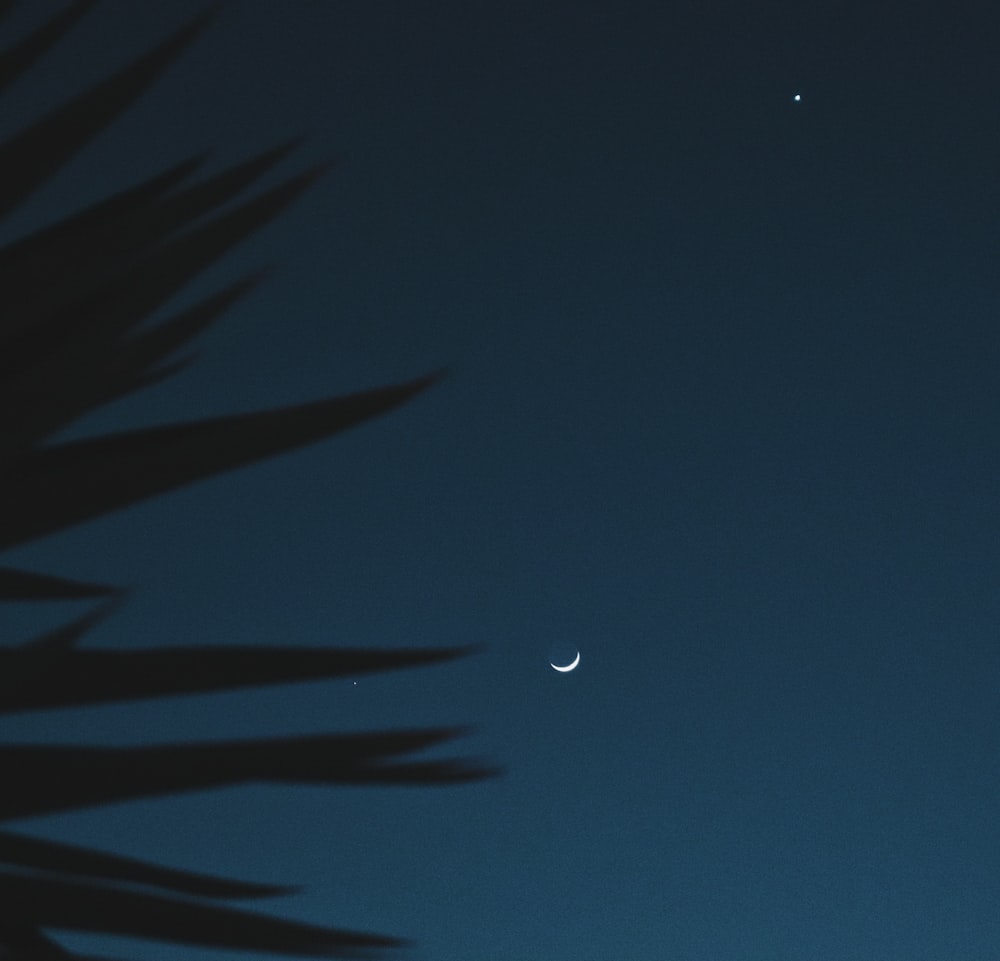 green palm tree under blue sky during night time