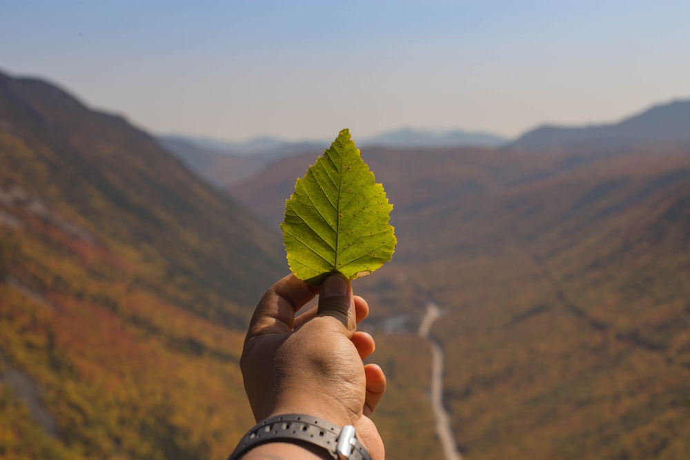 person holding green leaf during daytime