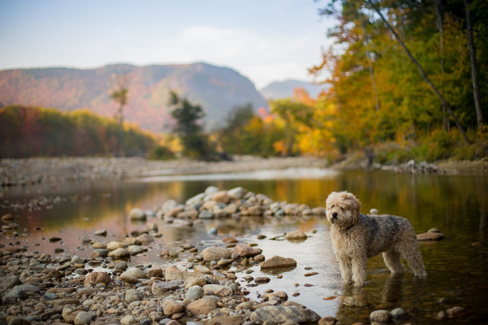 낮 동안 강에 흰색과 갈색 긴 코팅 개