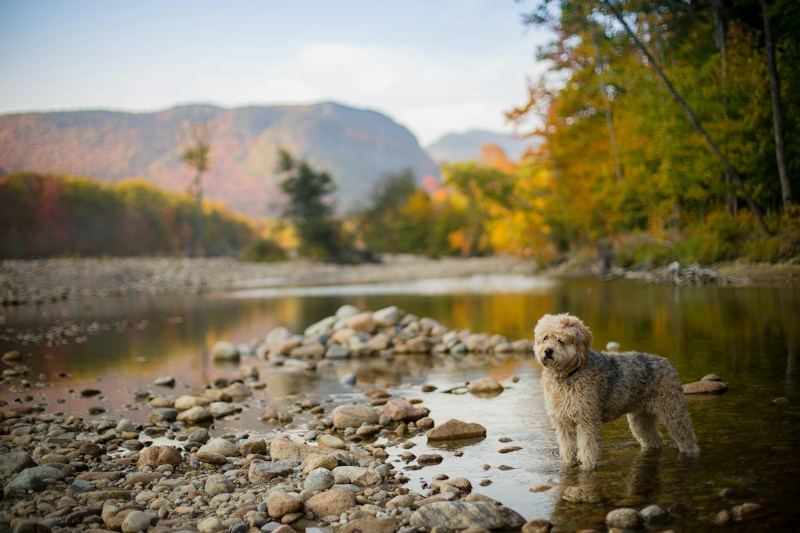 Fall Pet Wellness Guide: Keeping Your Furry Friends Healthy This Season - pet wellness and nutrition guide by Empty Nest Dog Mom