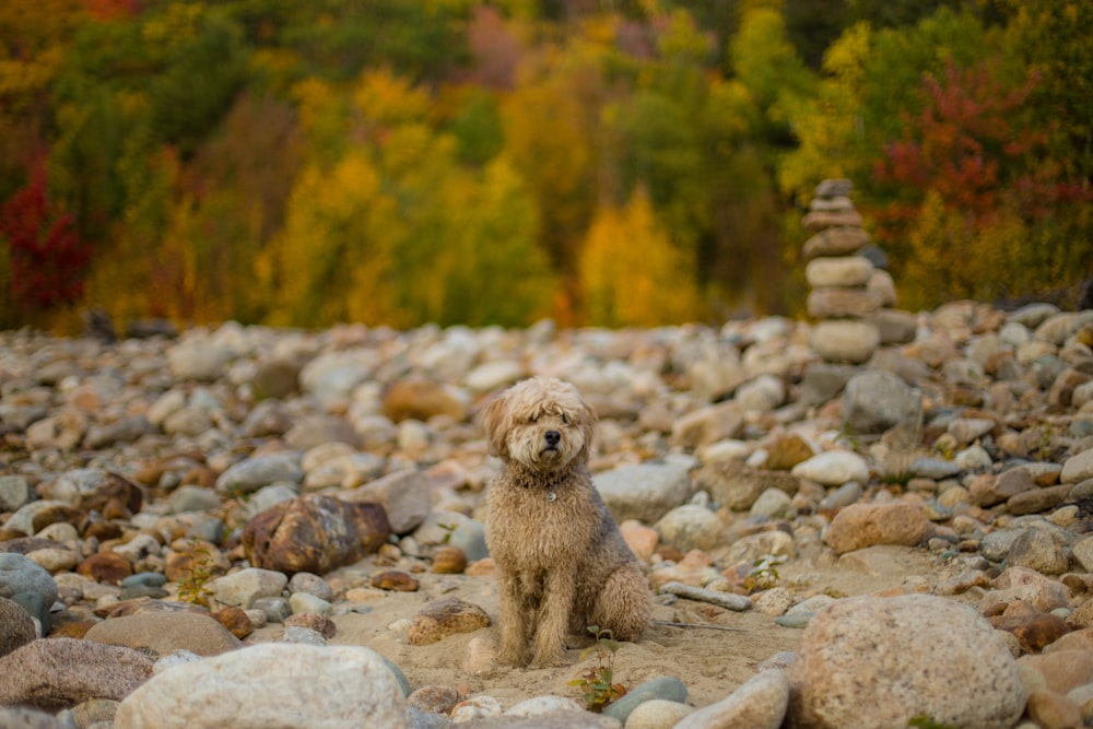 brown poodle on gray rocks during daytime