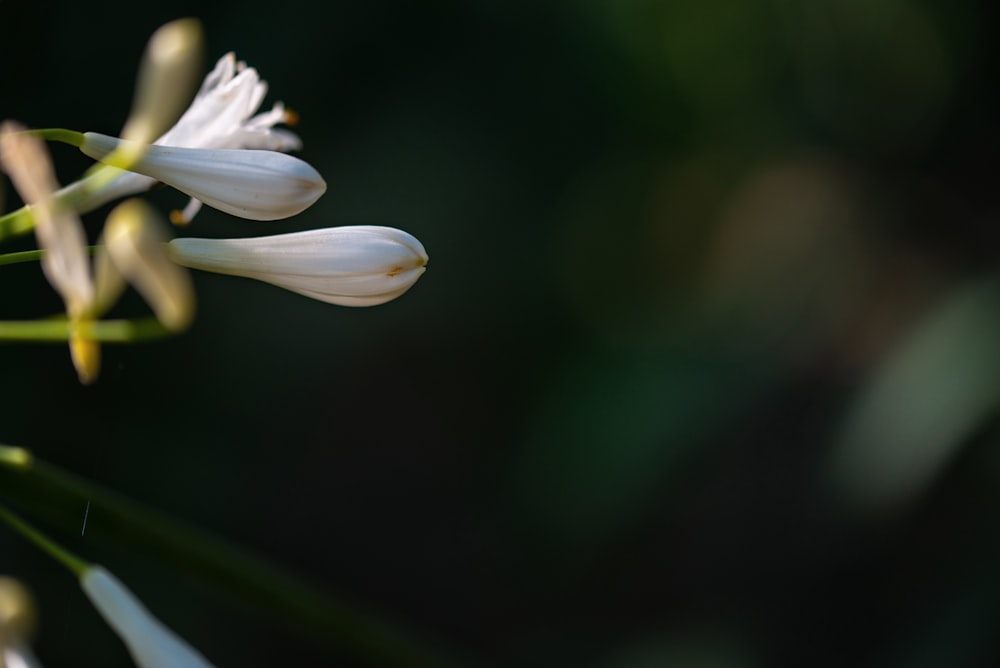 white and yellow flower in tilt shift lens