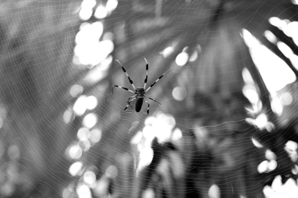 spider web in grayscale photography