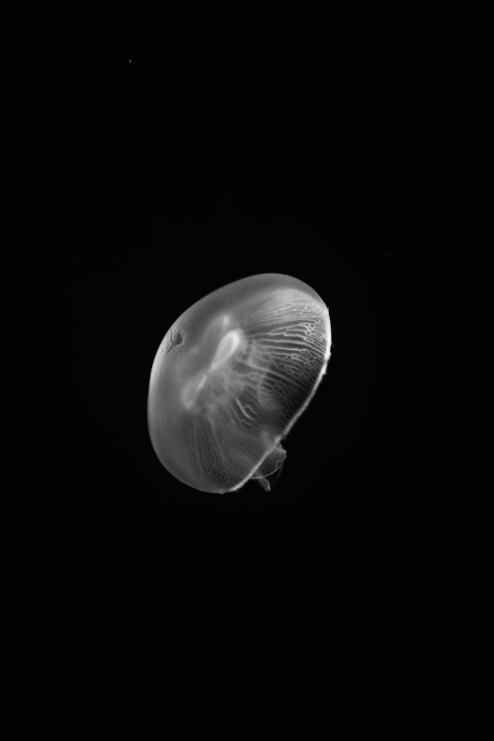 grayscale photo of jelly fish