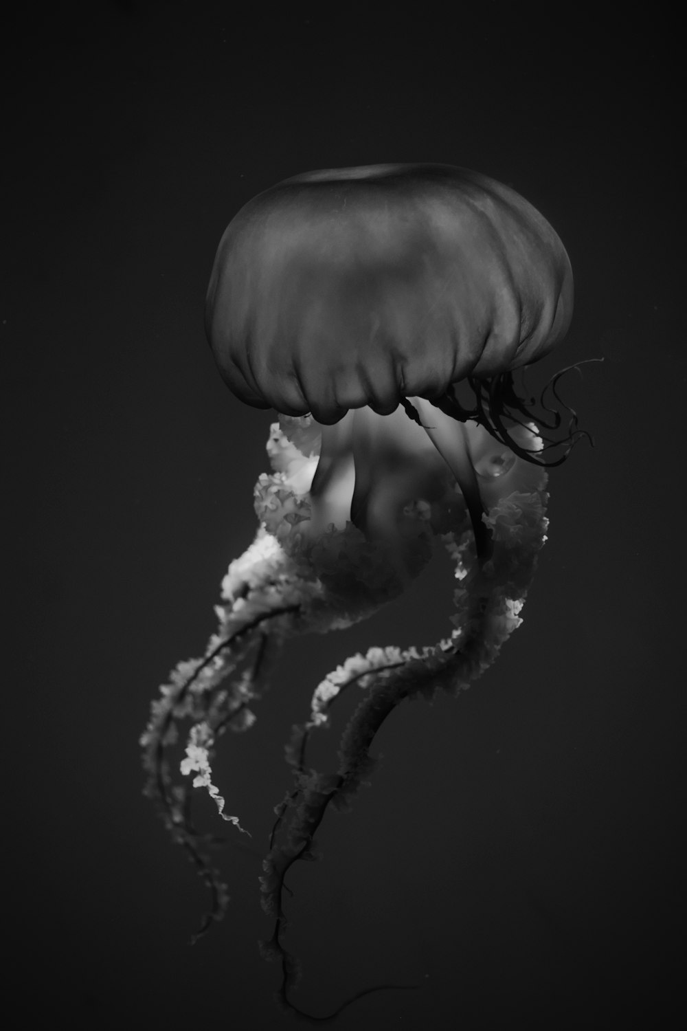 white and brown jellyfish in water