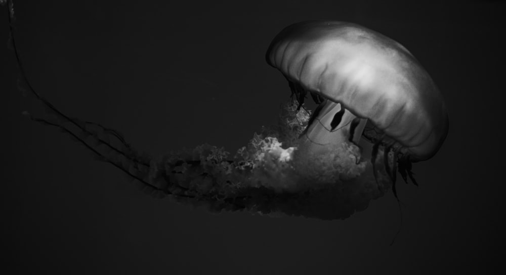 grayscale photo of a jellyfish