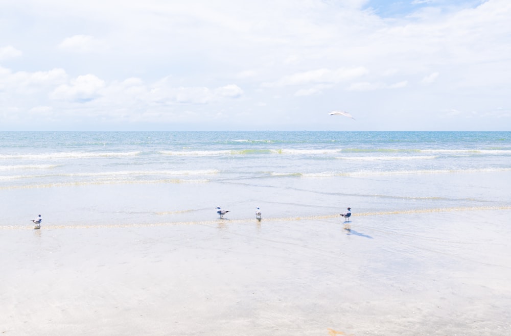 people on beach during daytime