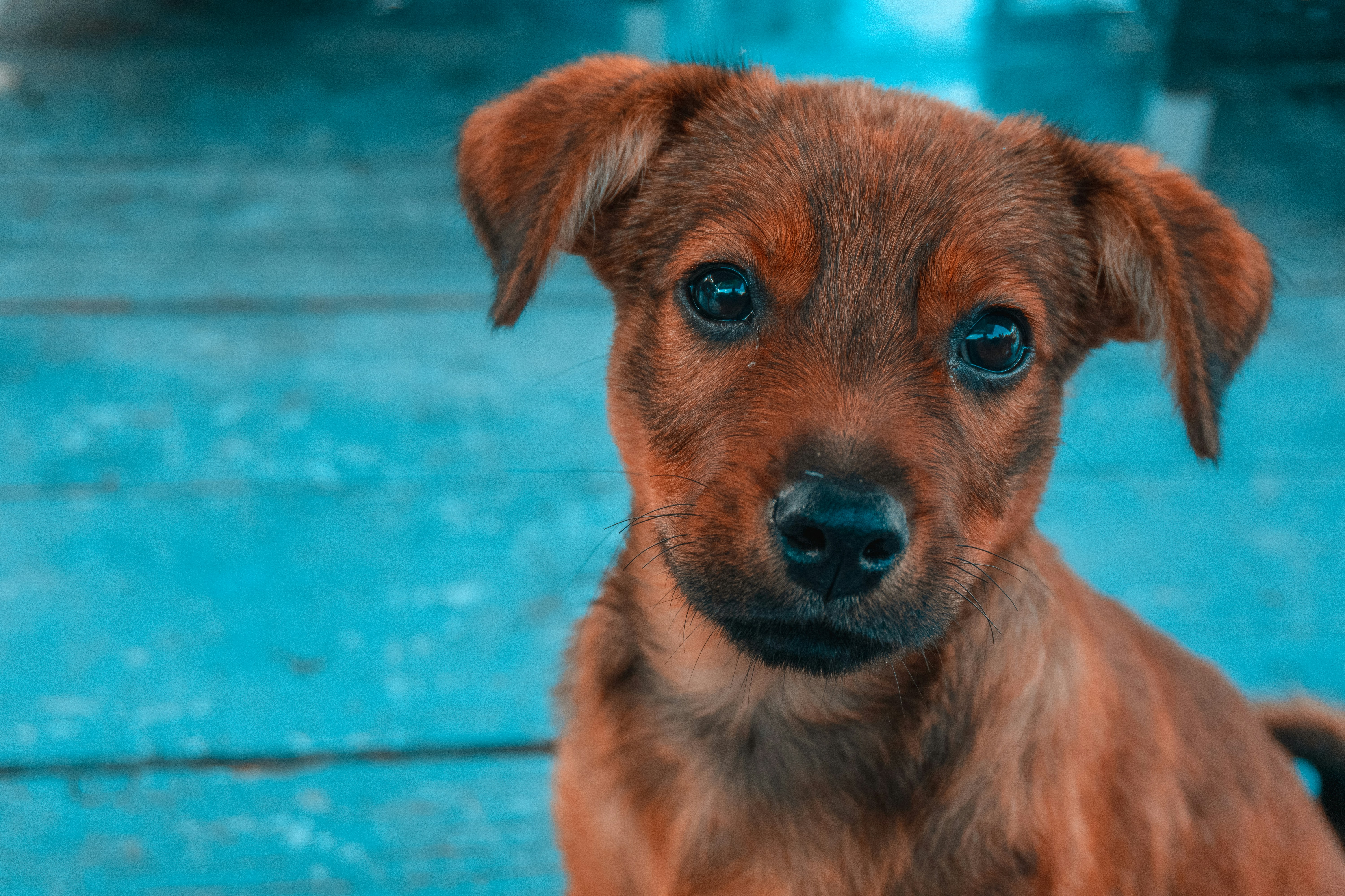 brown short coated dog on blue swimming pool during daytime