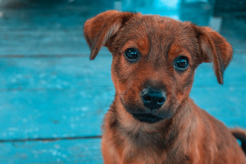 brown short coated dog on blue swimming pool during daytime