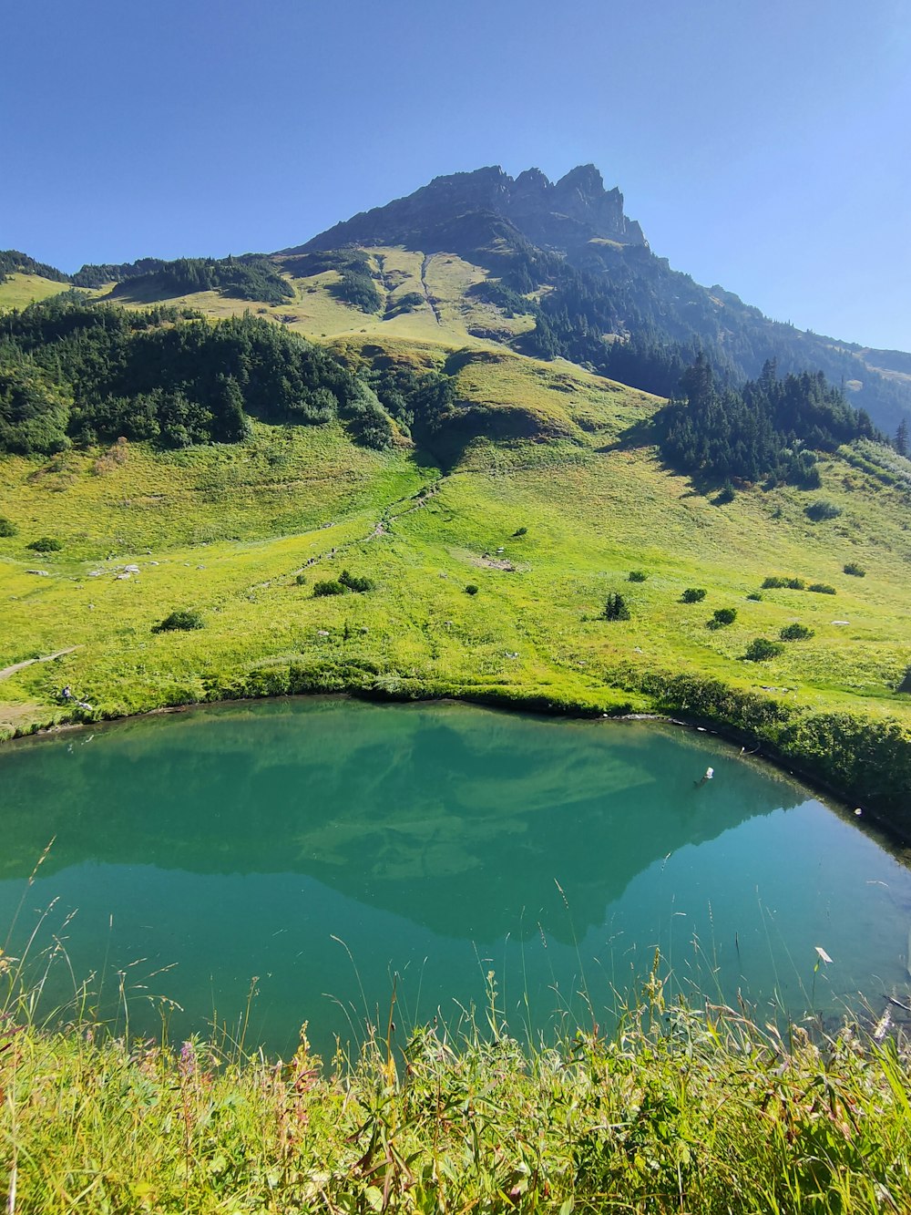 campo di erba verde vicino al lago durante il giorno