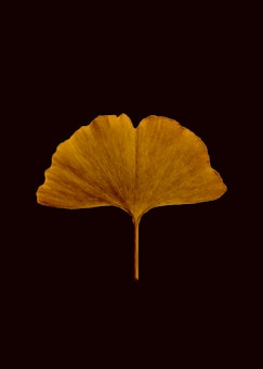 A single, detailed golden ginkgo leaf is centered against a dark background. The leaf's fan-like shape and ribbed texture are clearly visible, creating a striking contrast.