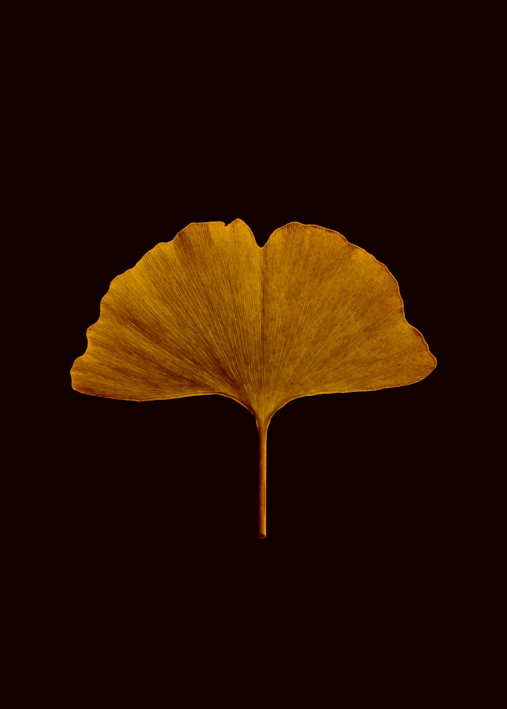 yellow leaf in black background