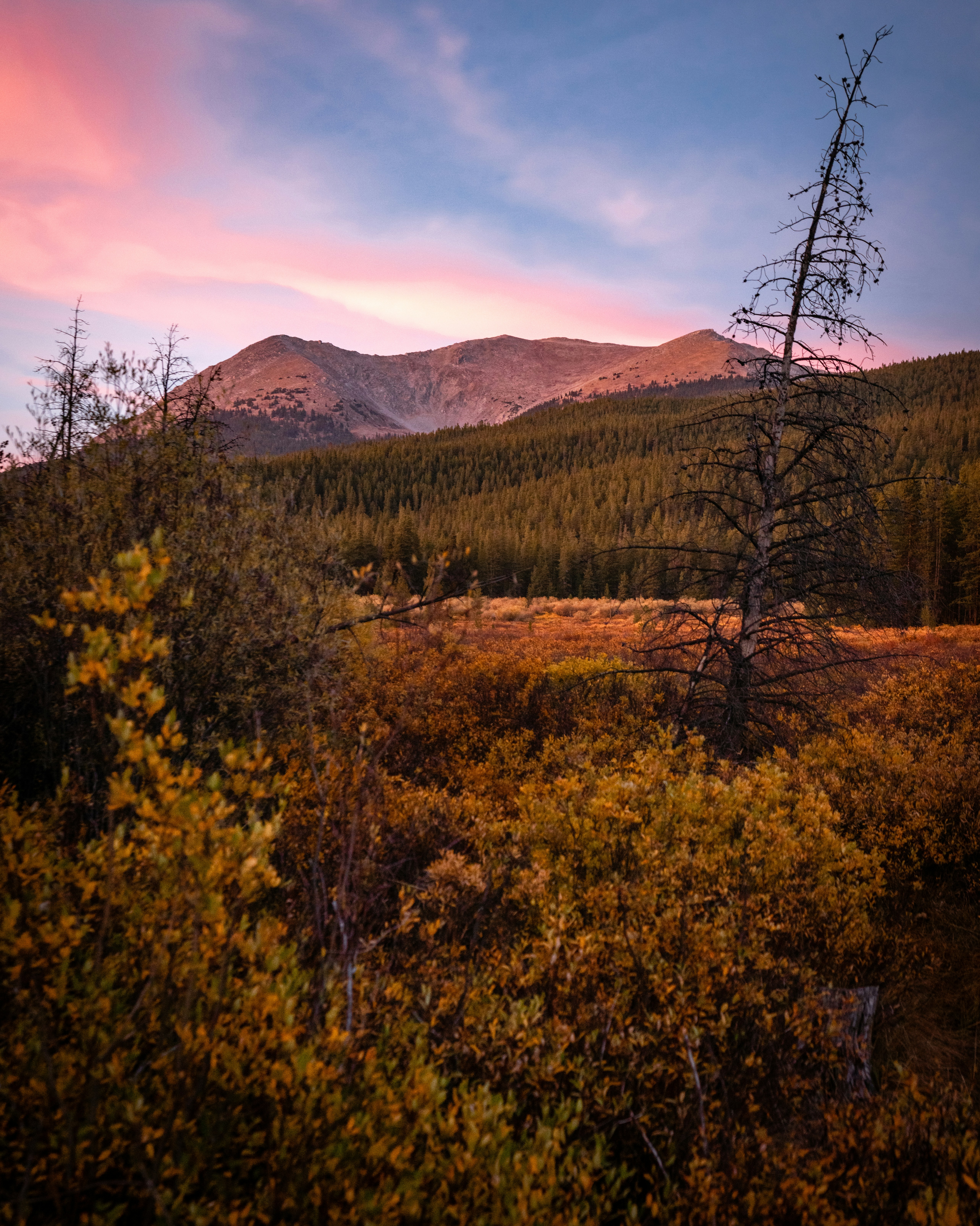 green trees and mountains during daytime
