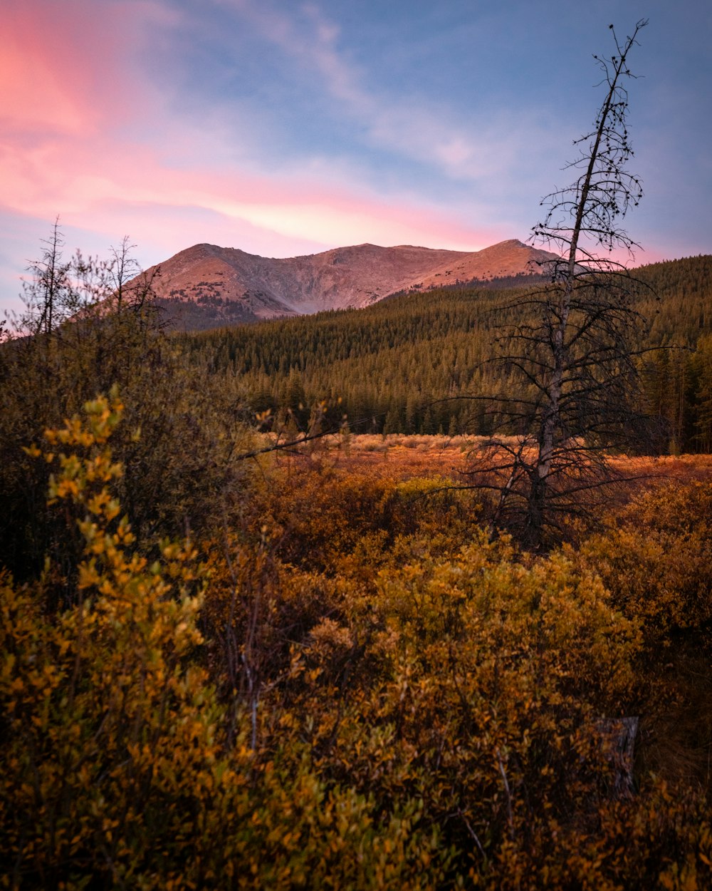 green trees and mountains during daytime