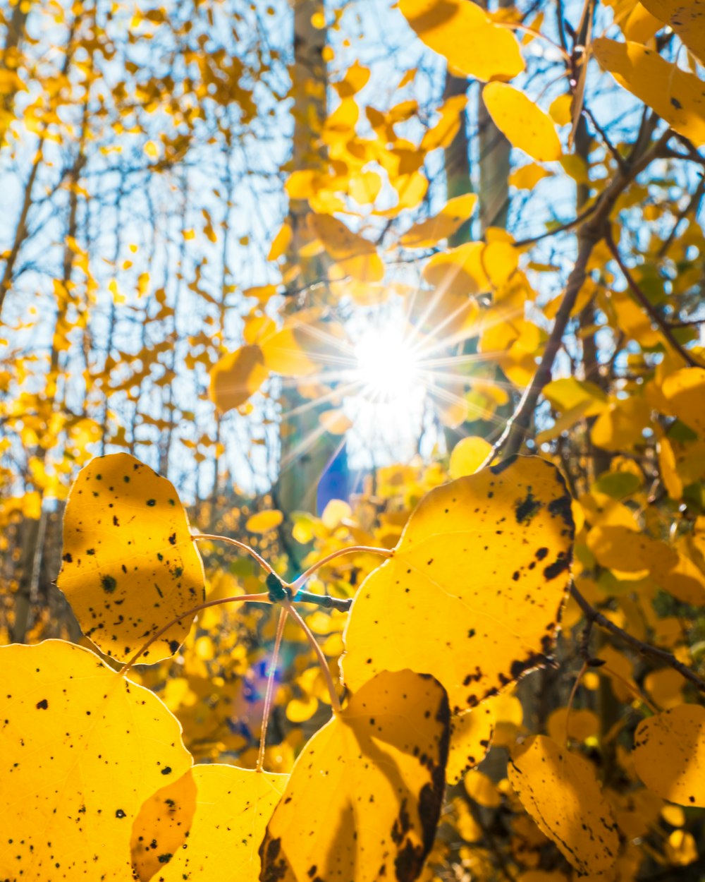 hojas amarillas en el árbol durante el día