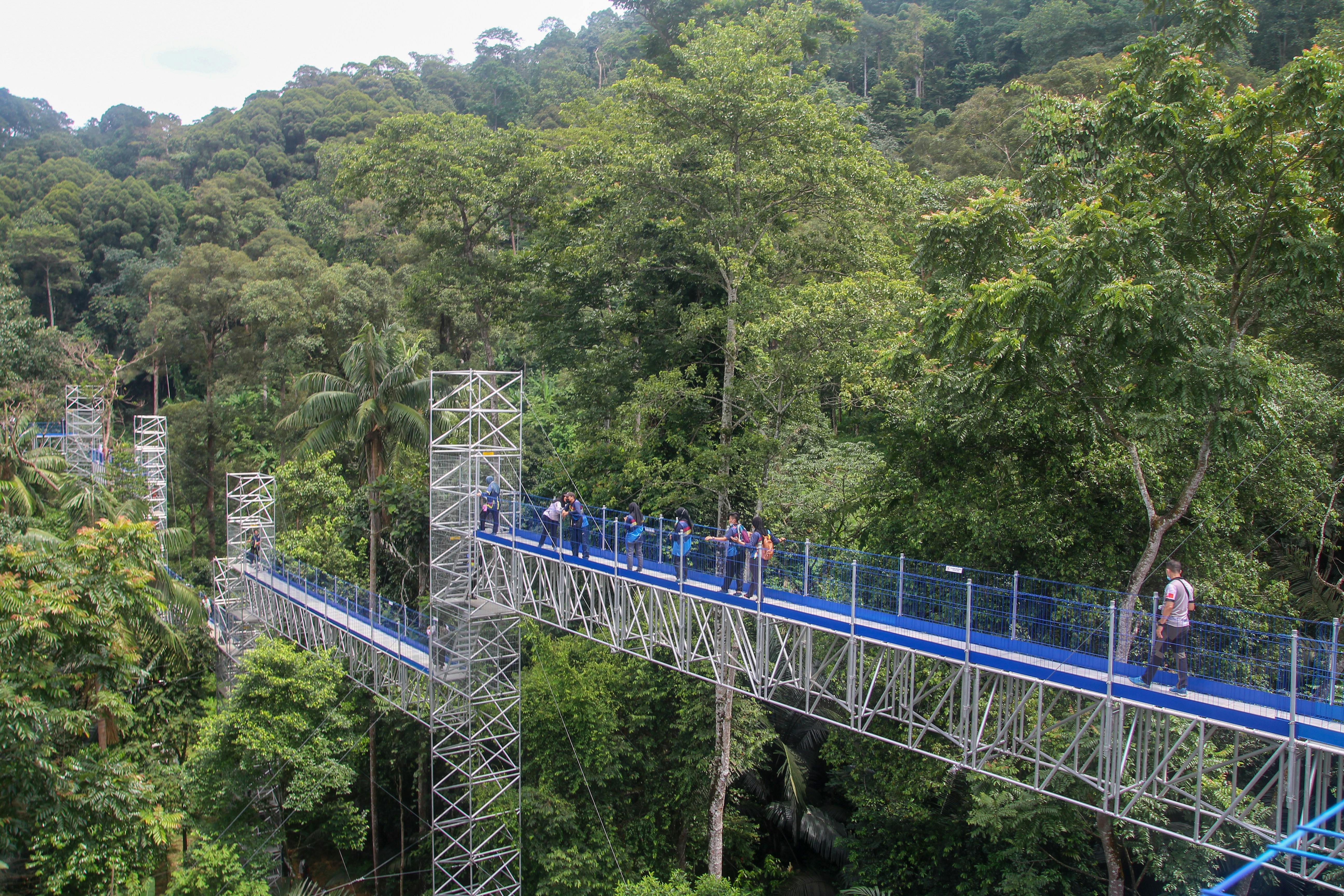 Suspended hanging bridge weaving through dense rainforest with hikers admiring the view