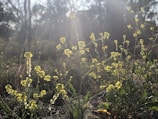 Wildflowers blooming in a sunlit meadow, symbolizing natural beauty.