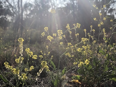 Wildflowers blooming in a sunny meadow, symbolizing natural beauty.