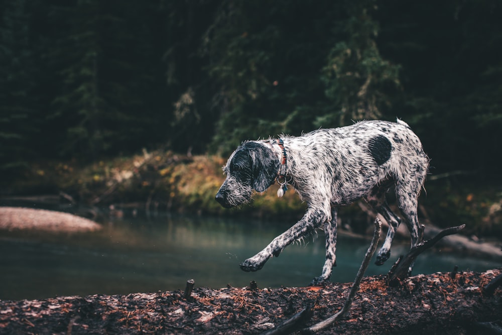 white and black short coated dog on water during daytime