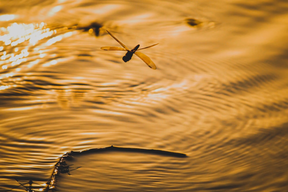 brown and black butterfly on brown leaf in water