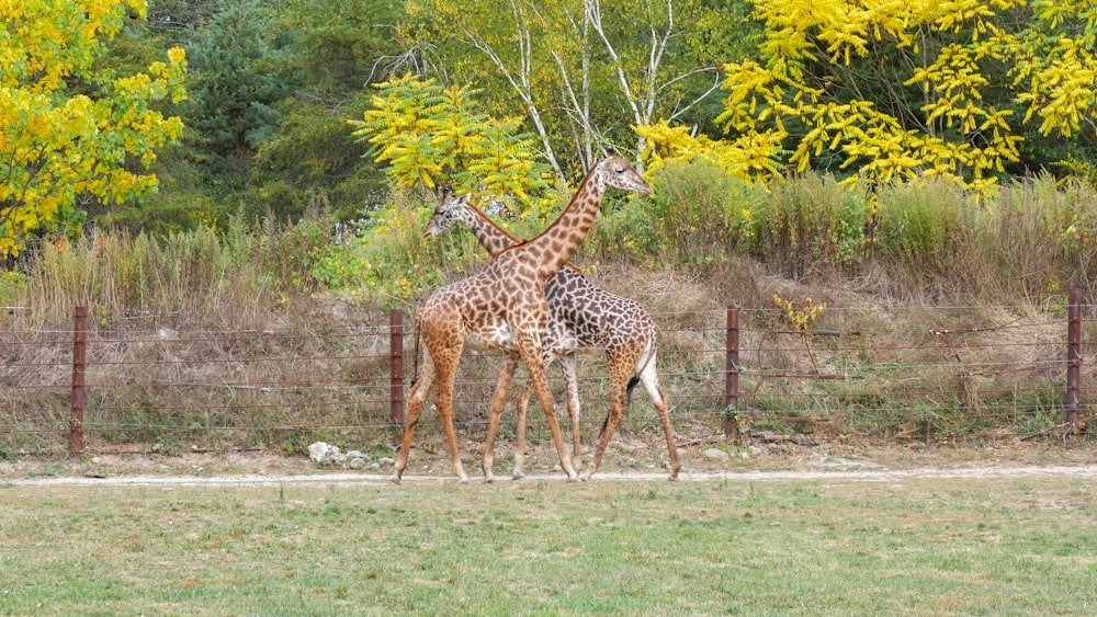 brown giraffe standing on green grass field during daytime
