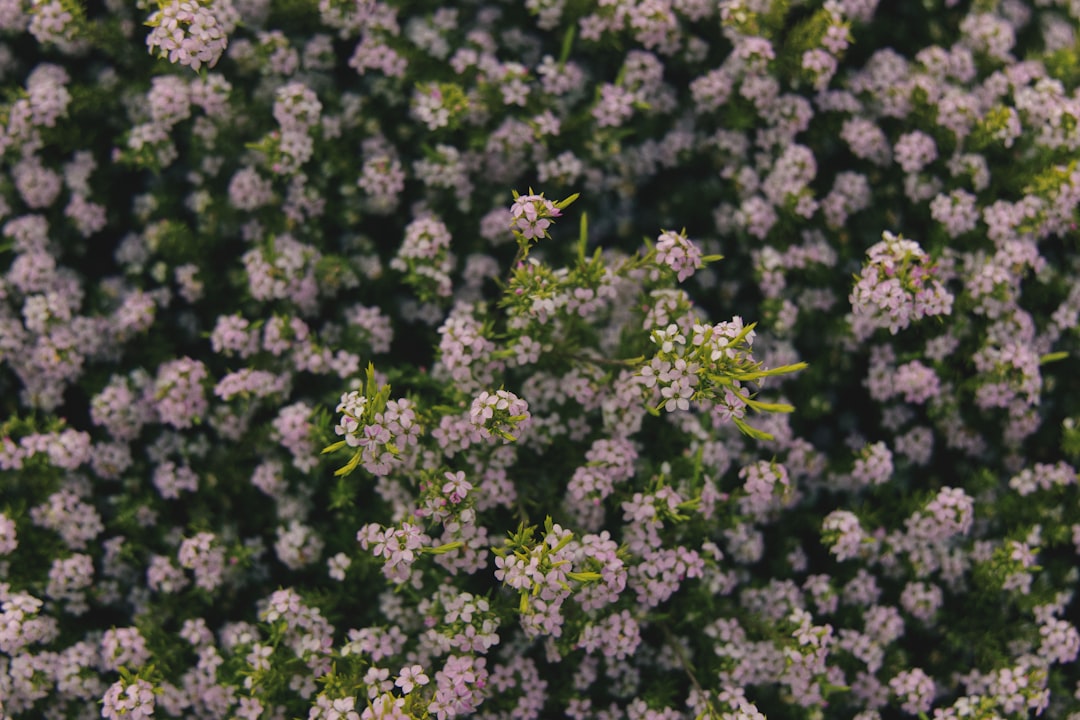 green and yellow flower buds