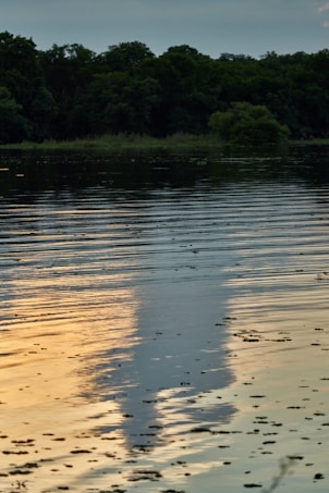 The image depicts a serene body of water with subtle ripples and the reflection of a golden evening or morning sky. The backdrop consists of dense, dark green trees and a light blue horizon. Small patches of floating vegetation can be seen on the water surface.