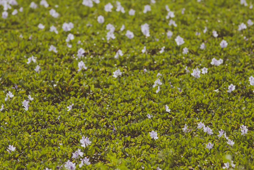 white flowers with green leaves