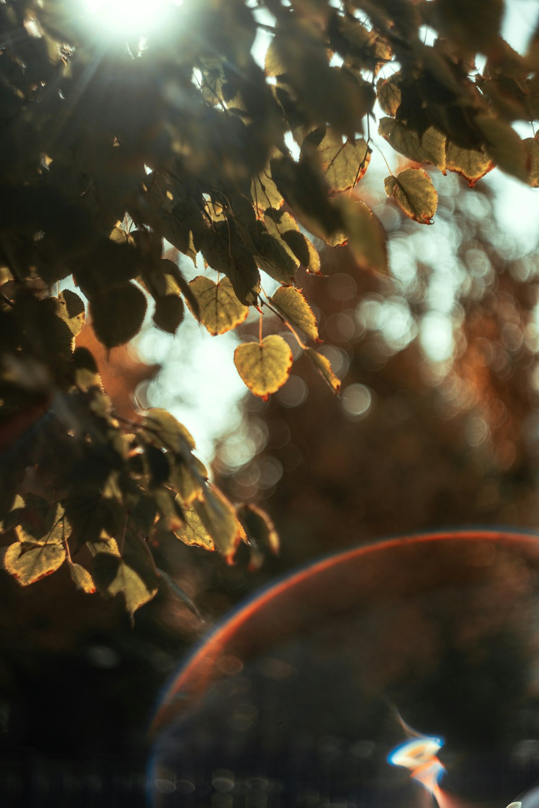 yellow and brown leaves during daytime