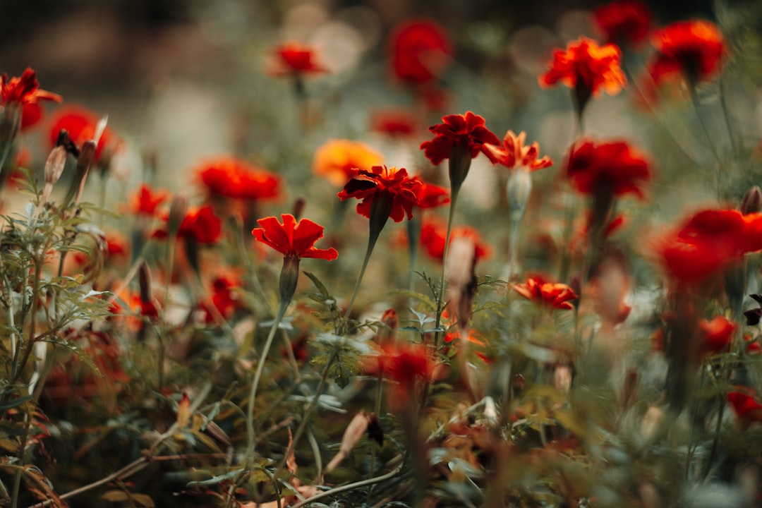 red flowers on brown grass