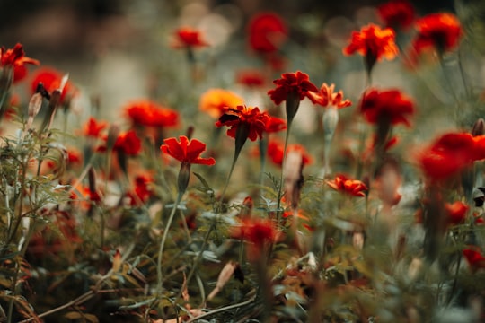 red flowers on brown grass in Kazan Russia